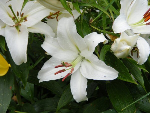 Lilium Oriental white
