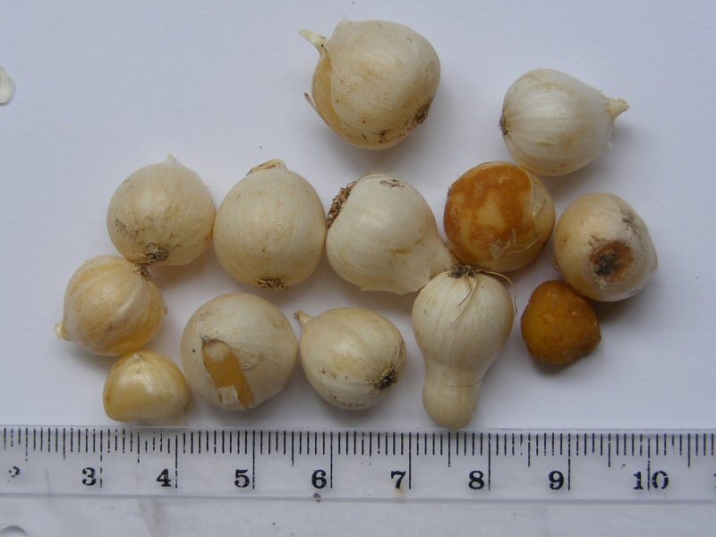 Allium oreophilum bulbs