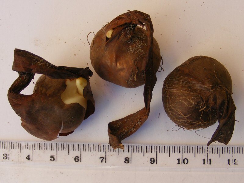 Bulbocodium vernum bulbs