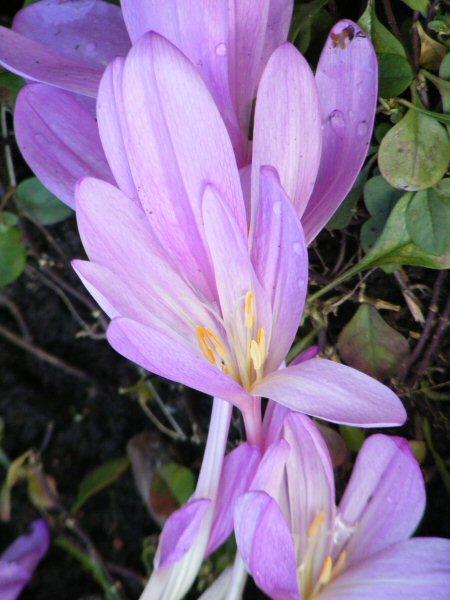 Colchicum tarhamyrkkylilja Lilac Wonder