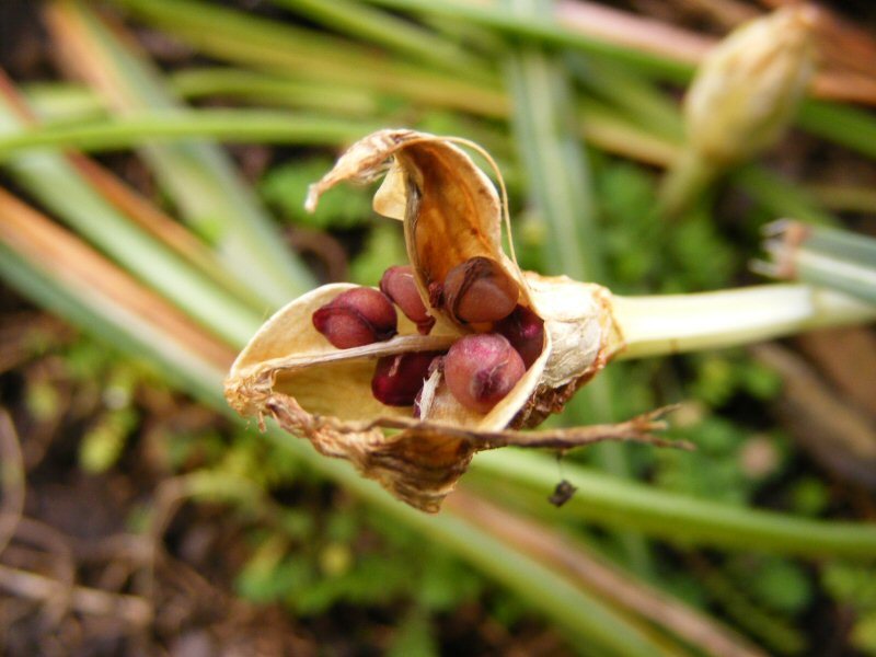 Sahramin siemeniä Crocus seeds