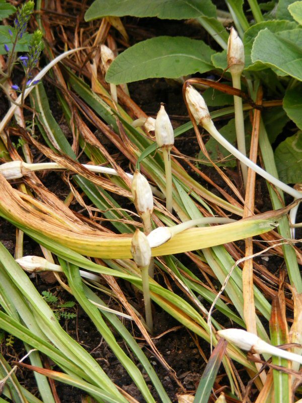 Kevätsahramin siemenkota Crocus seedpod