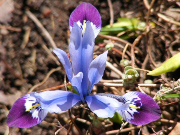 Iris Reticulata-hybr.  Halkis