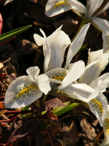 Iris winogradowii x I. histrioides  Frank Elder