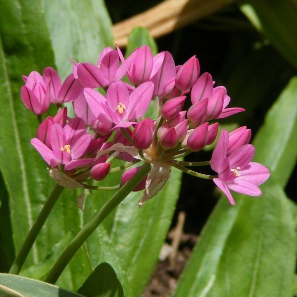 Allium oreophilum lehtolaukka