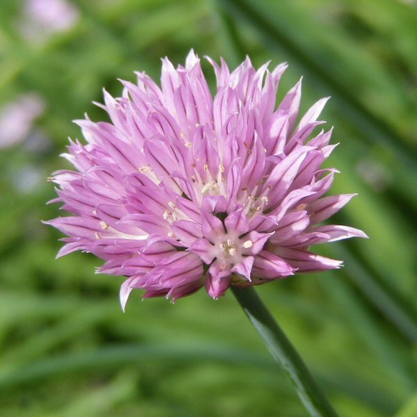 Allium schoenoprasum, ruohosipuli