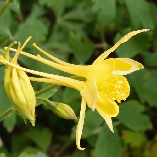 Akileija Aquilegia chrysantha