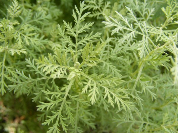 Artemisia abrotanum aaprottimaruma