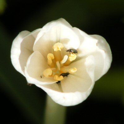 Colchicum autumnale syysmyrkkylilja