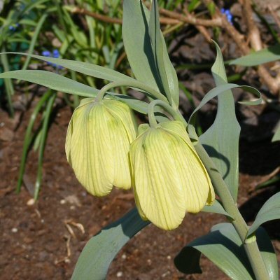 Fritillaria pallidiflora, kalvaspikarililja