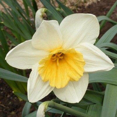 Narcissus Narsissi Fragrant Breeze
