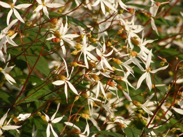 Gillenia trifoliata, perhoangervo