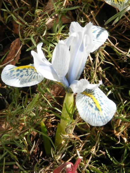 Iris winogradowii x I. histrioides Iris Sheila Ann Germaney