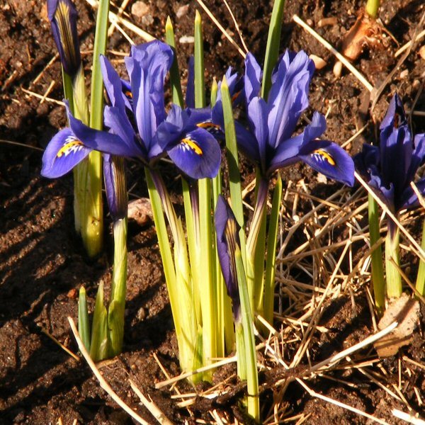 Iris reticulata, kevätkurjenmiekka