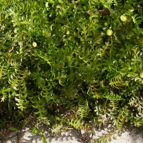 Leptinella squalida, saumayrtti