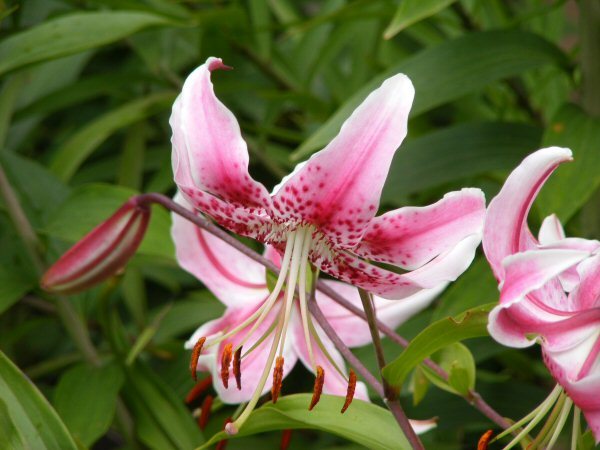 Lilium speciosum orkidealilja