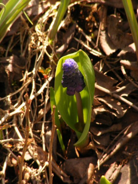 Muscari latifolium, isohelmililja