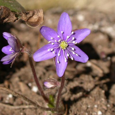 sinivuokko Hepatica nobilis