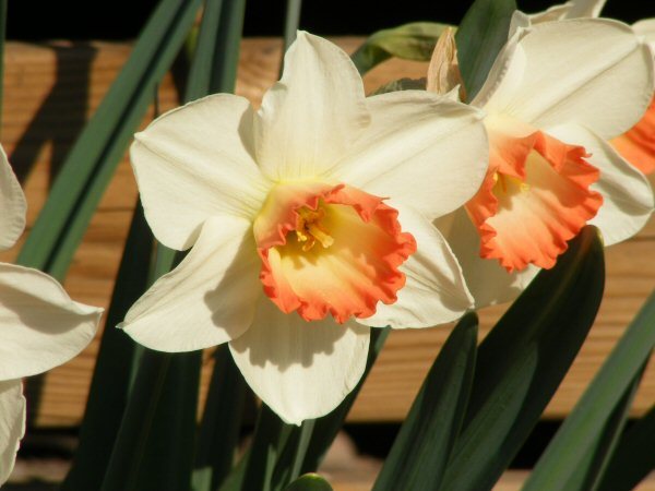 Daffodil Pink Pride narsissi Narcissus