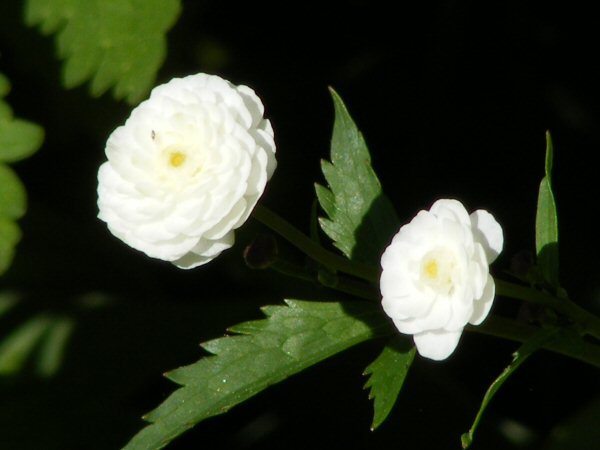 Ranunculus aconitifolius Flore Pleno morsiusleinikki