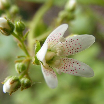 lehtorikko, Saxifraga rotundifolia