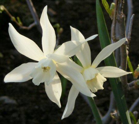 Narsissi Thalia orkideanarsissi