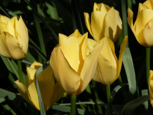 Tulipa linifolia Bright Gem
