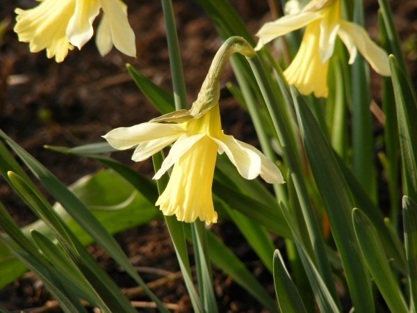 Daffodil Narcissus W.P. Milner