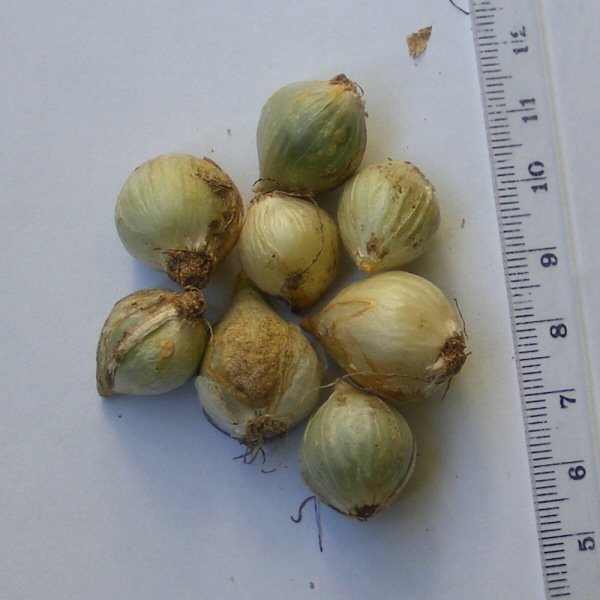 Allium caeruleum bulbs