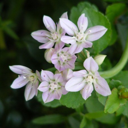 Allium unifolium, oregoninlaukka