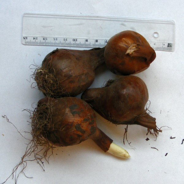 Colchicum corms