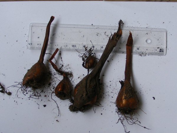 Colchicum corms myrkkyliljan mukula