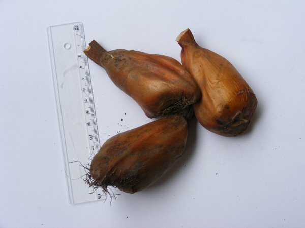 Colchicum corms