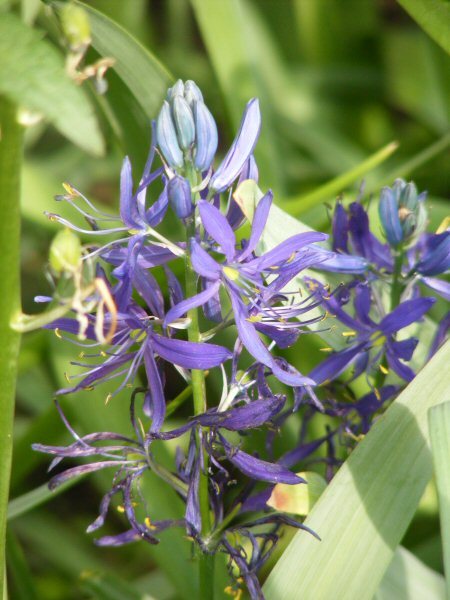 Camassia quamash, sinitähtihyasintti
