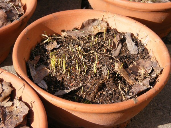Crocus seedlings