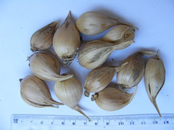 Iris bulbs