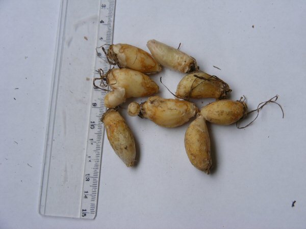 Muscari comosum bulbs