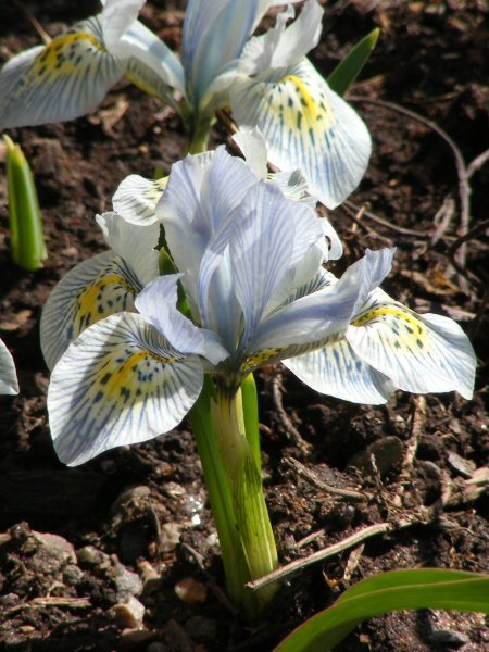 Iris winogradowii x I. histrioides Iris Catharine Hodgkin