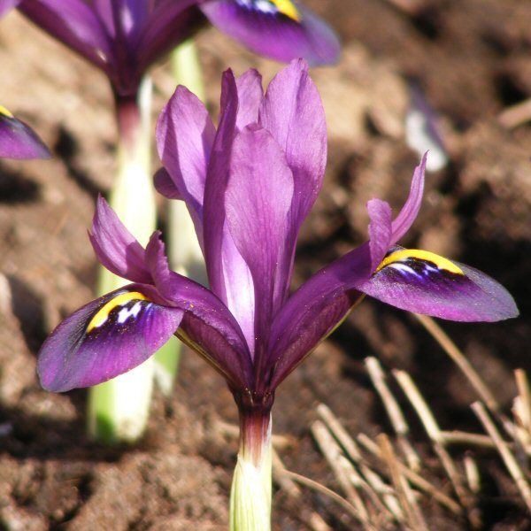 Iris histrioides George, lumikurjenmiekka