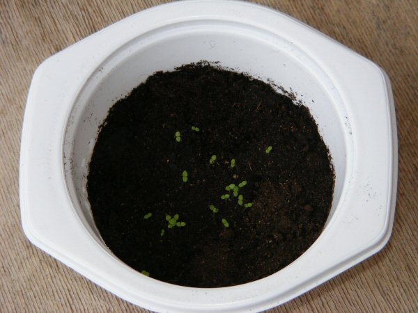 Nicotiana seedlings