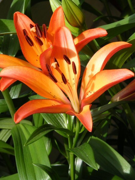 Unknown asiatic lily
