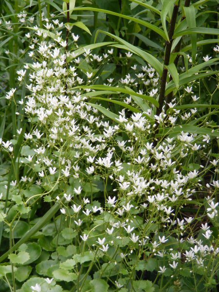 lehtorikko, Saxifraga rotundifolia
