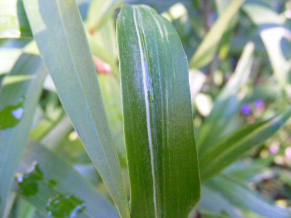 chlorotic stripes on lily leaf