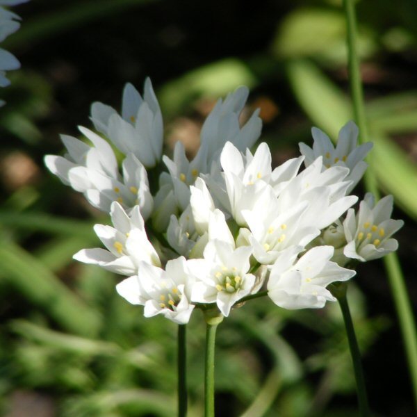Allium zebdanense, libanoninlaukka