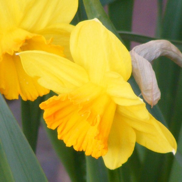 Daffodil Red Devon