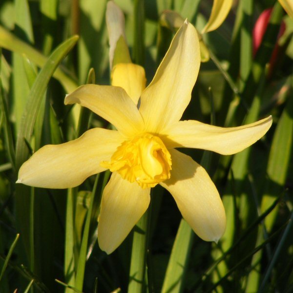 Double old daffodil