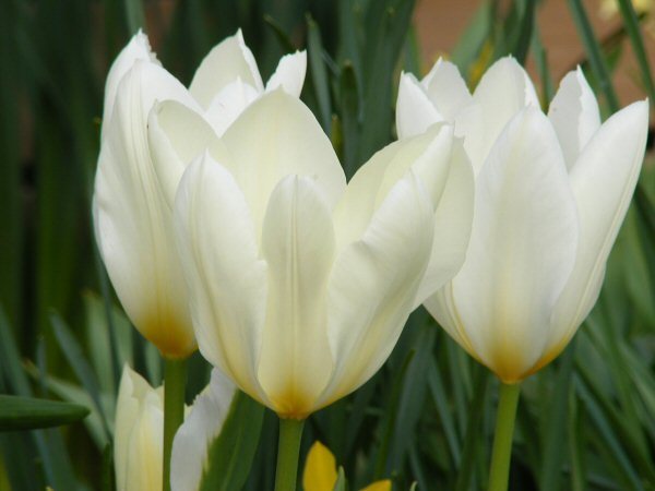 keisarintulppaani Tulipa Fosteriana hybr. Purissima, White Emperor