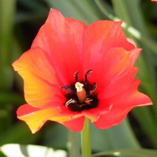 Tulipa Red Hunter