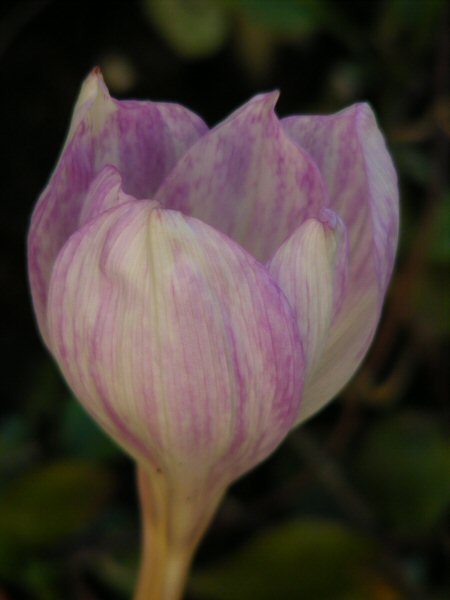 Colchicum flowers opening too late and not coloring properly