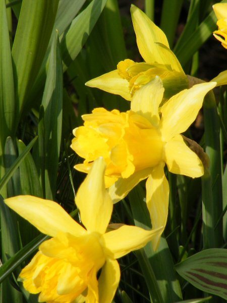 Old Double Daffodil Telamonius Plenus